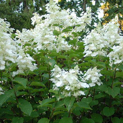 Hortensia paniculé White Lady