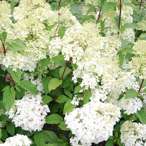 Hortensia paniculé Diamantino®