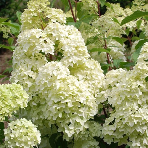 Hortensia paniculé Diamantino®