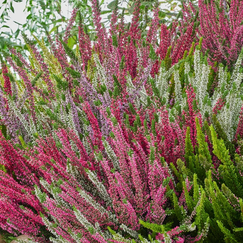 3 bruyères d'été blanche, rouge, rose en mélange