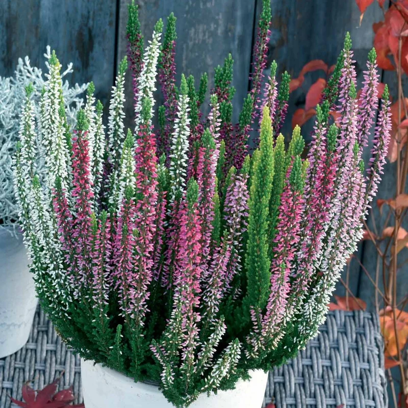 3 bruyères d'été blanche, rouge, rose en mélange