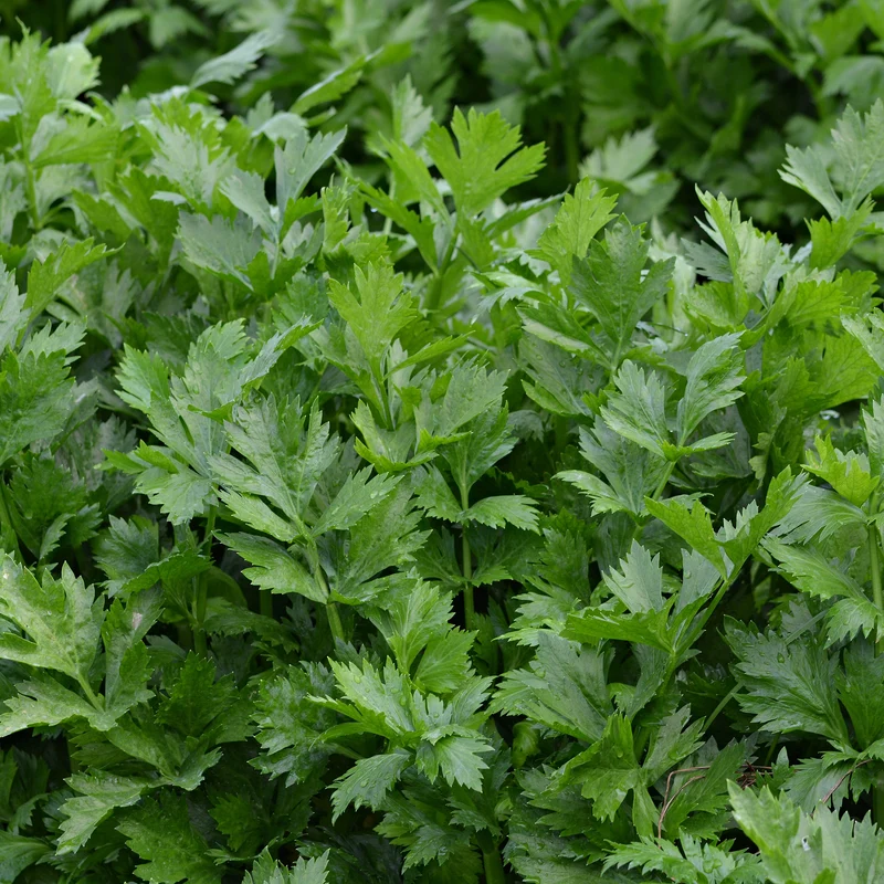 Céleri vivace à couper Bio