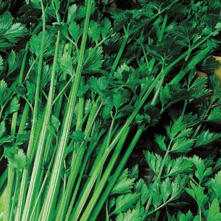 Céleri vivace à couper Bio