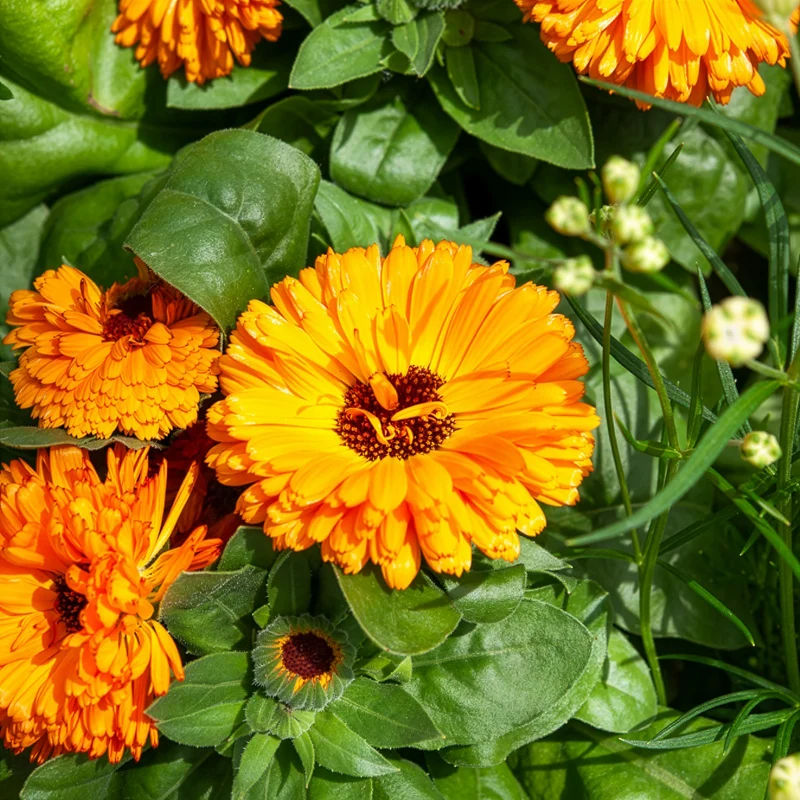 Souci double Orange Gitana