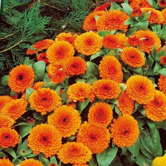Souci double Orange Gitana