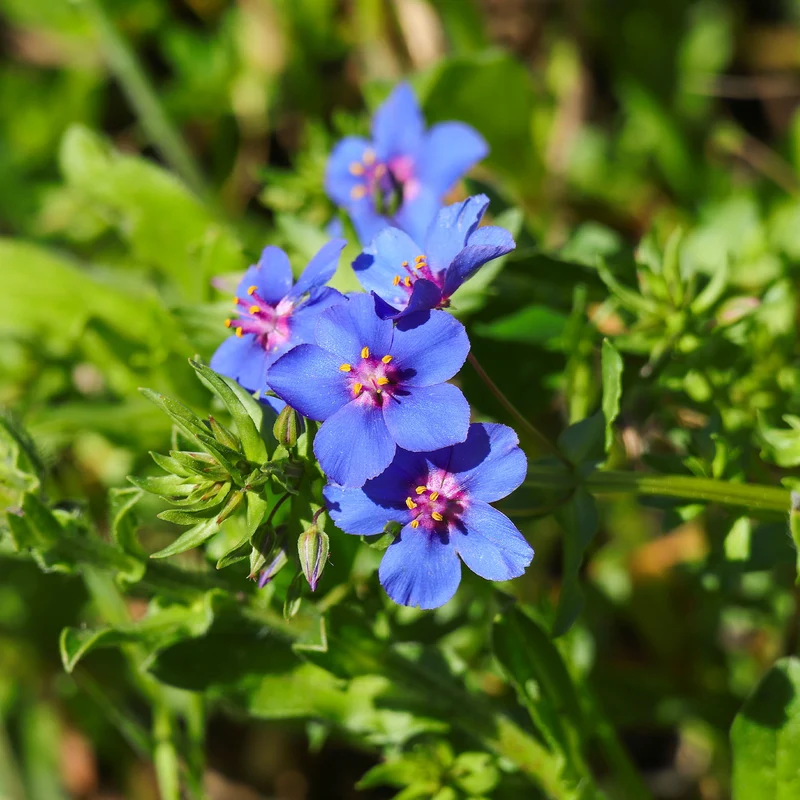 Mouron à grandes fleurs Blue Noon