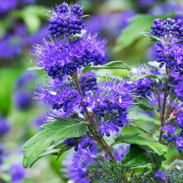 Caryopteris Oiseau bleu