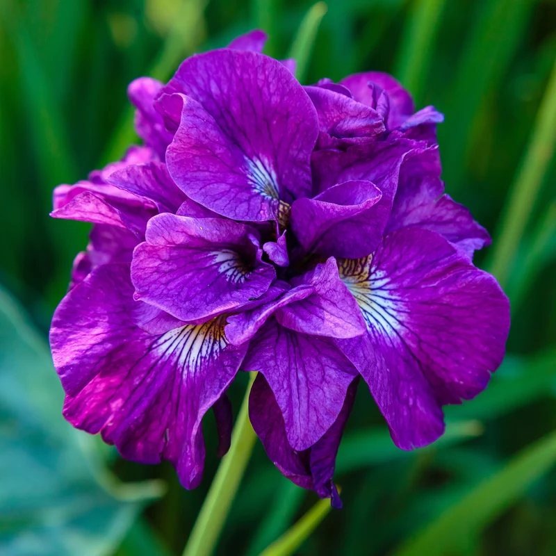 Iris Double Standard