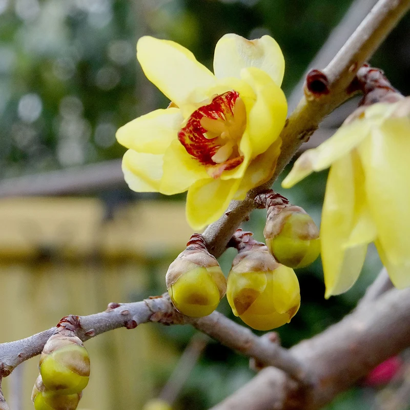 Chimonanthe précoce
