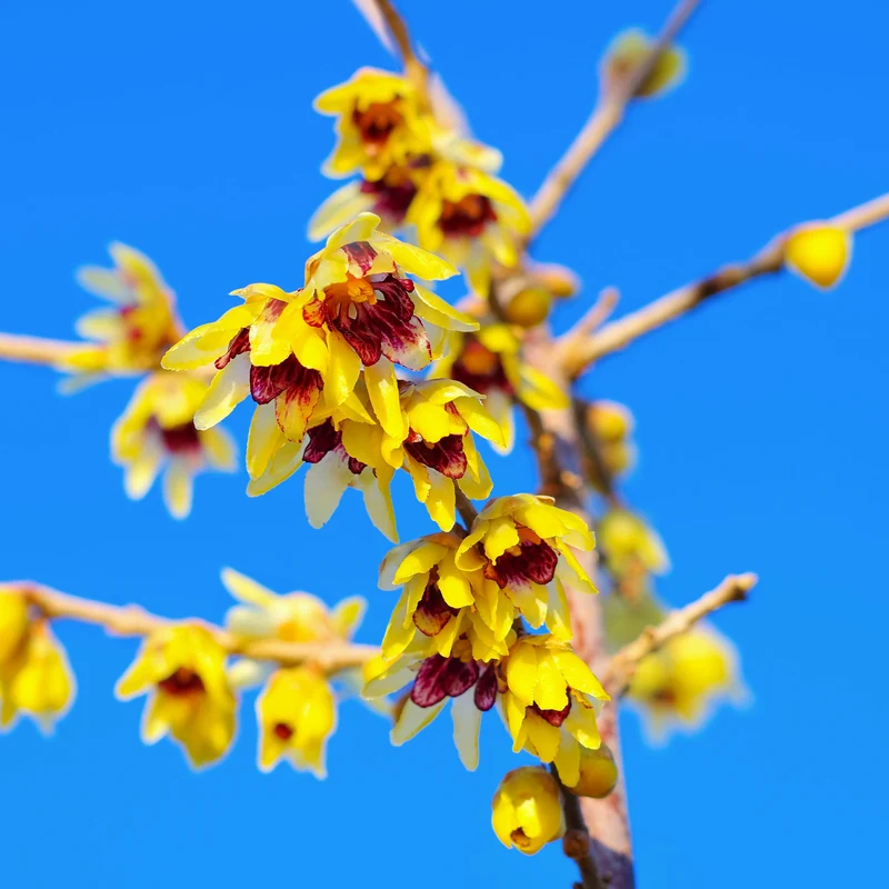 Chimonanthe précoce