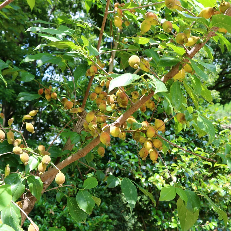 Chimonanthe précoce