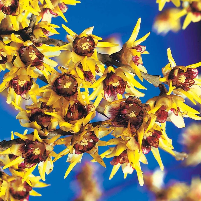 Chimonanthe précoce