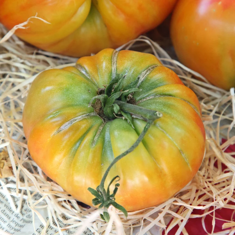 Tomate Ananas