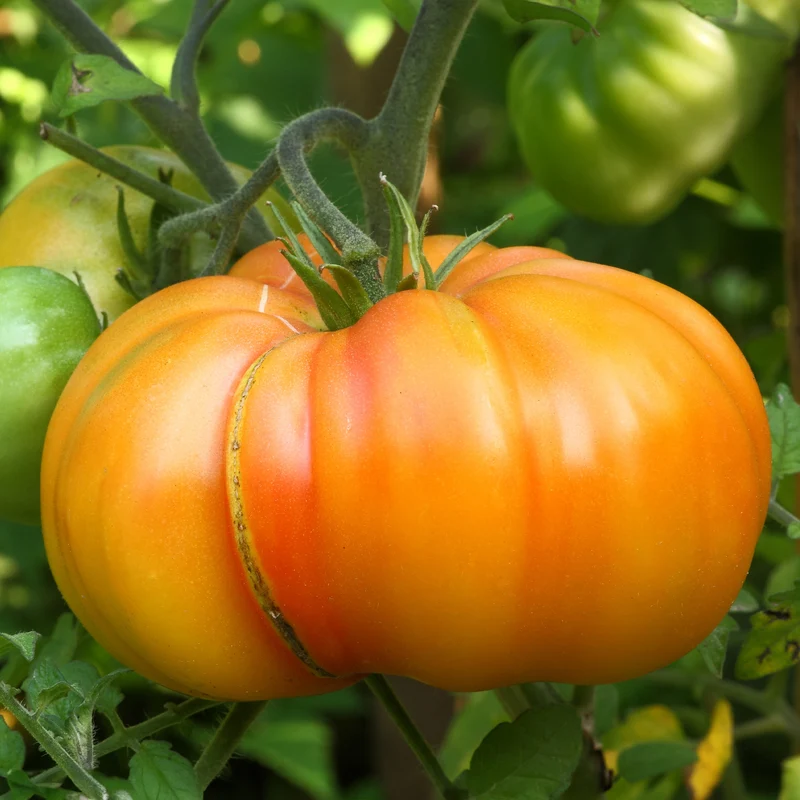 Tomate Ananas