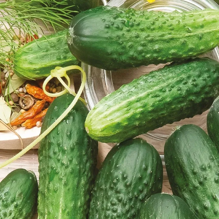 Cornichon Hokus Bio