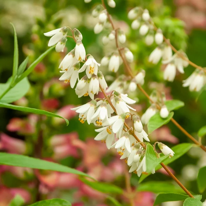 Deutzia pulchra