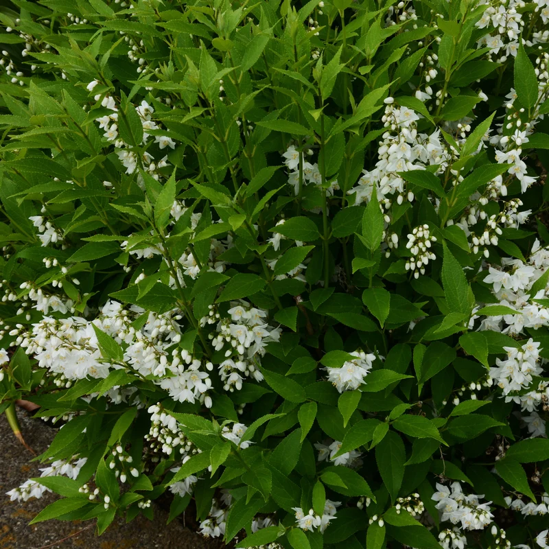 Deutzia pulchra