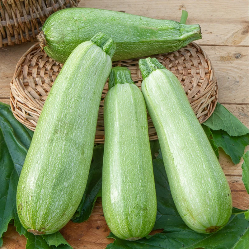 Courgette Grey Griller F1
