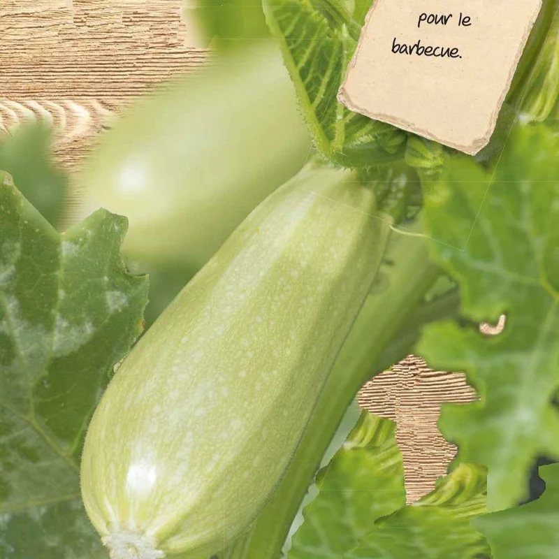 Courgette Grey Griller F1