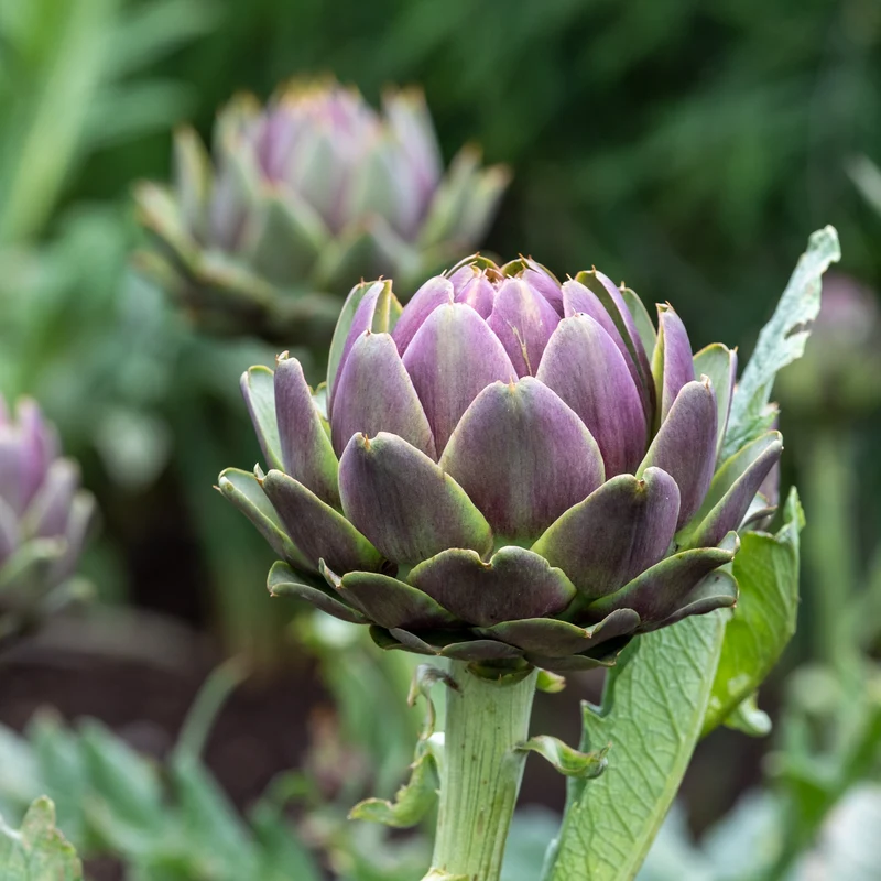 Artichaut Violet de Provence