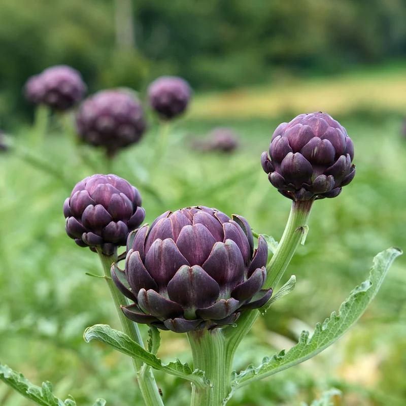 Artichaut Violet de Provence