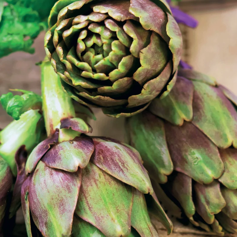 Artichaut Violet de Provence