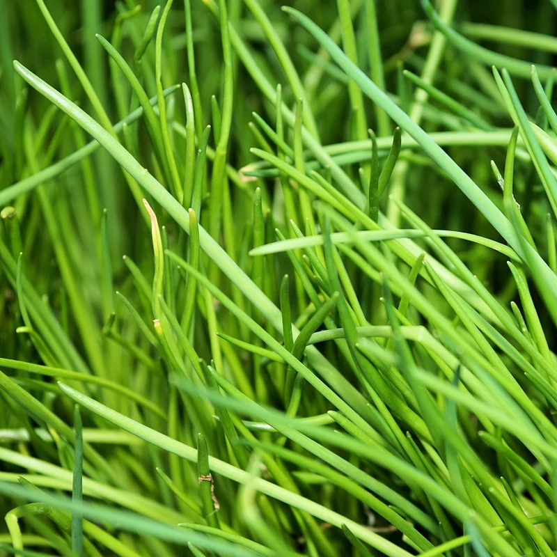 Ciboulette BIO