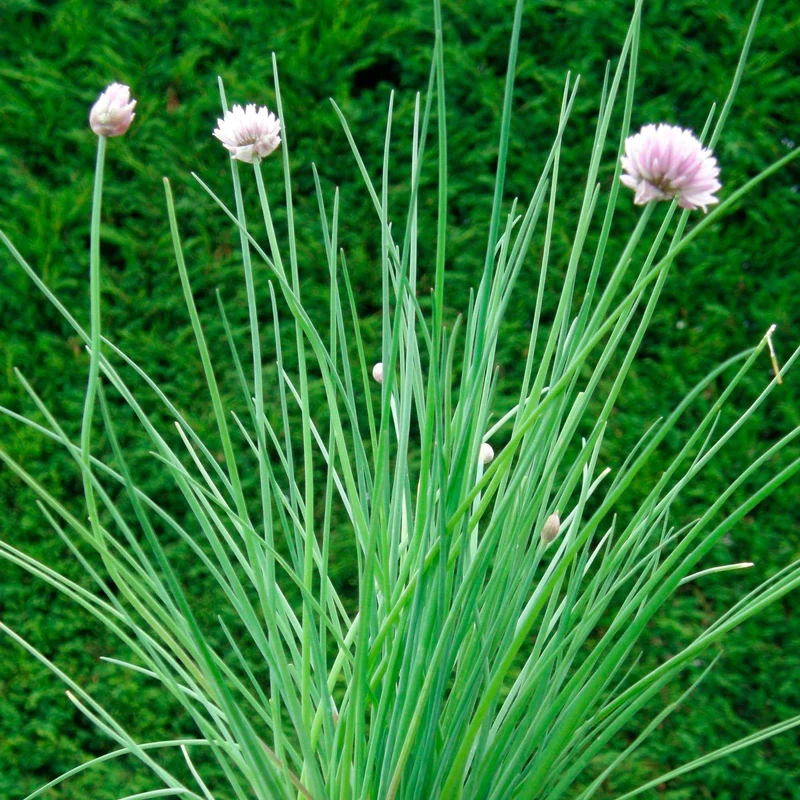 Ciboulette BIO