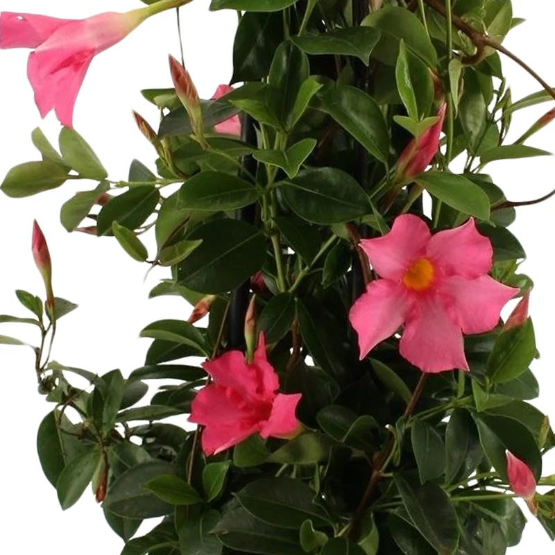 Jasmin du Brésil - Dipladenia pyramide rose