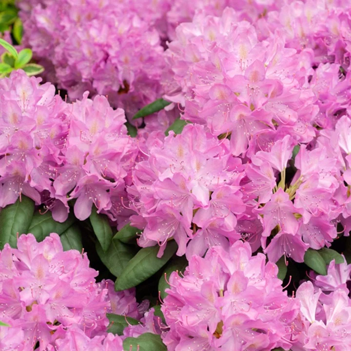 Rhododendron Roseum Elegans