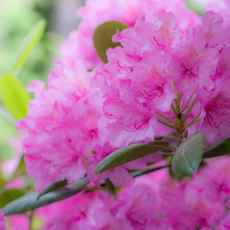 Rhododendron Roseum Elegans