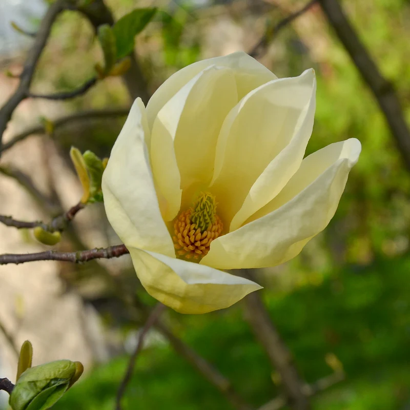 Magnolia Yellow Lantern