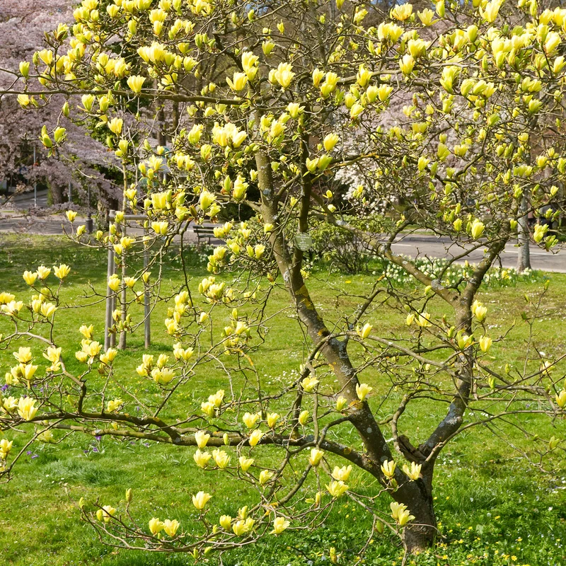 Magnolia Yellow Lantern