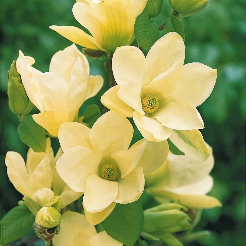 Magnolia Yellow Lantern