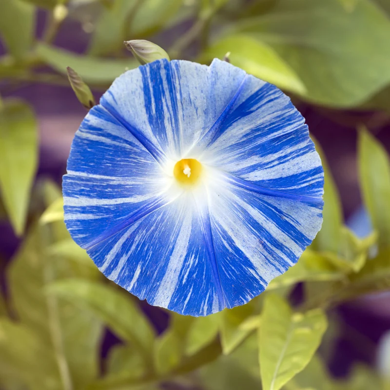 Ipomée à grandes fleurs Flying Saucer