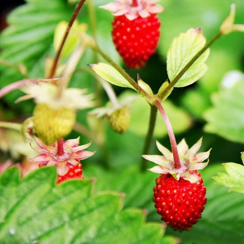 Fraisier des bois Baron Solemacher