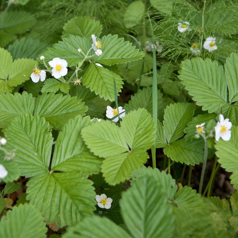 Fraisier des bois Baron Solemacher