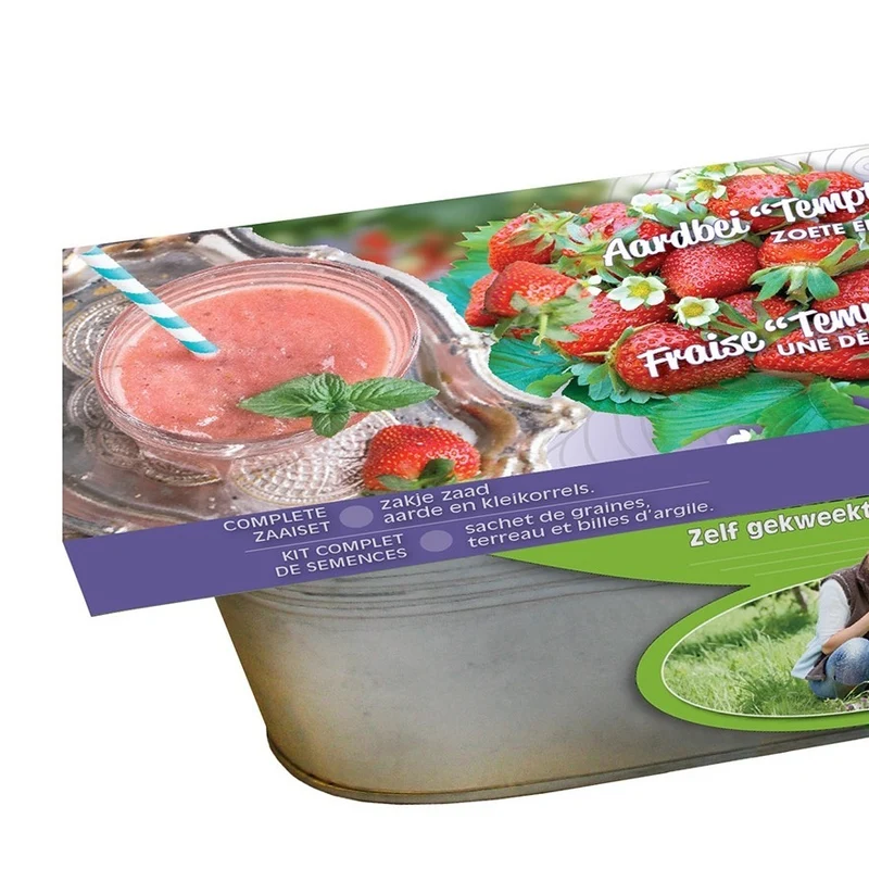 Graines de Fraisiers Temptation et jardinière zinc