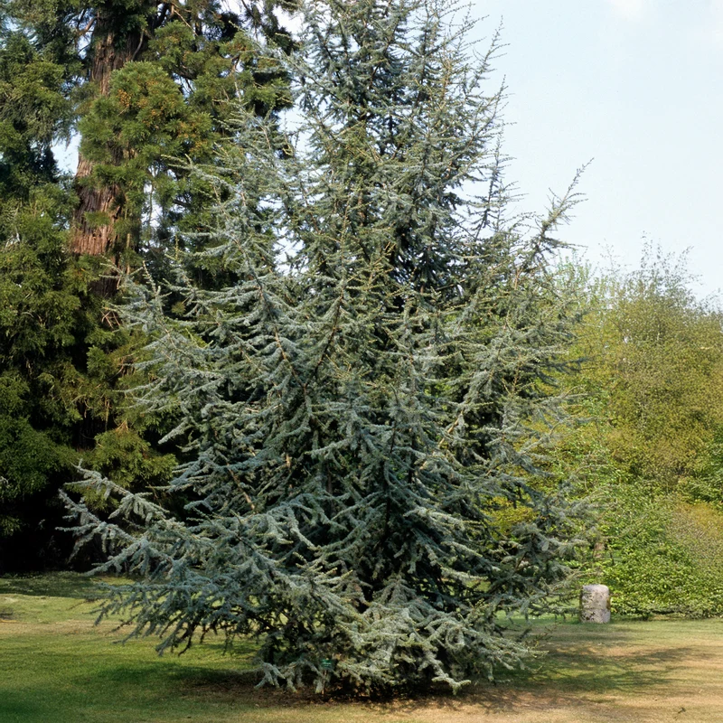 Cèdre bleu de l'Atlas
