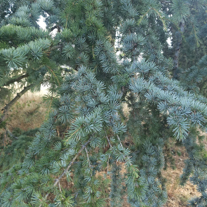 Cèdre bleu de l'Atlas