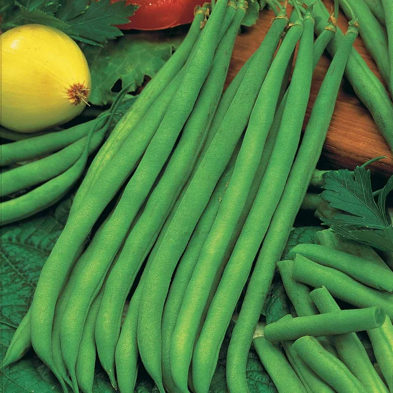Haricot nain mangetout Princesse double de Hollande