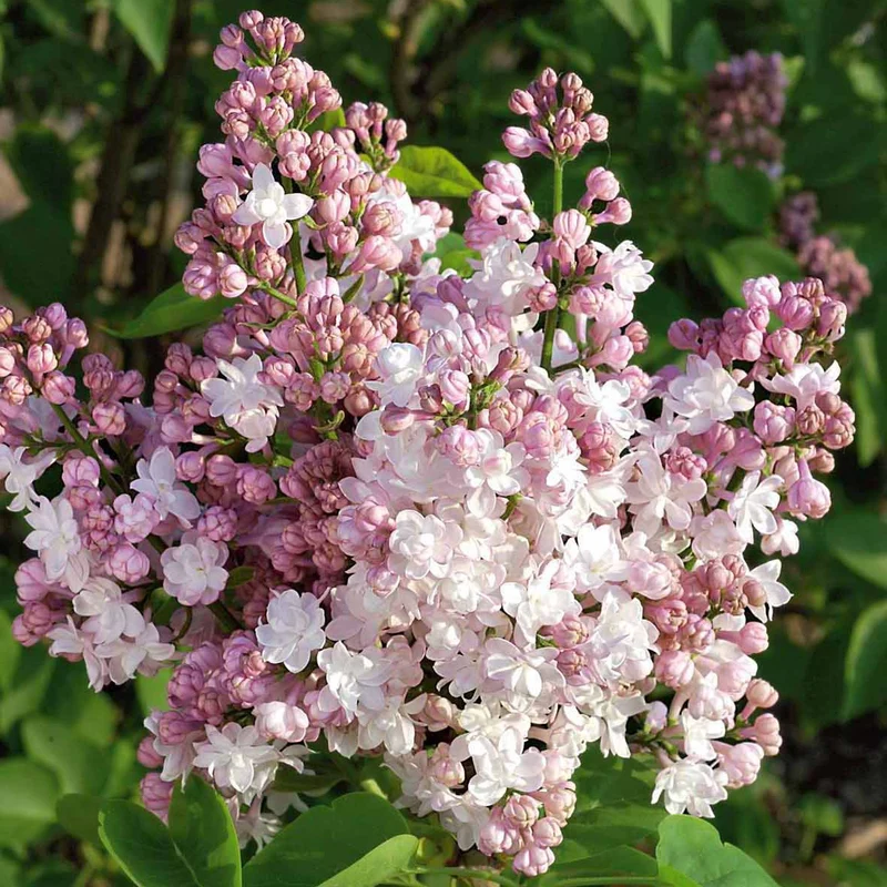 Lilas double Beauty of Moscow