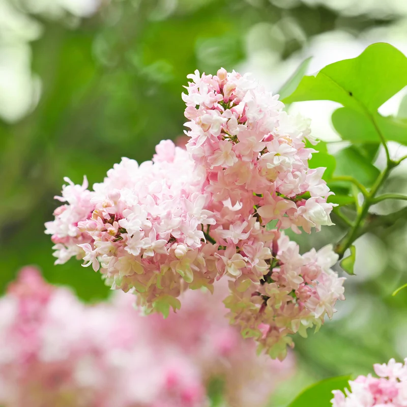 Lilas double Beauty of Moscow