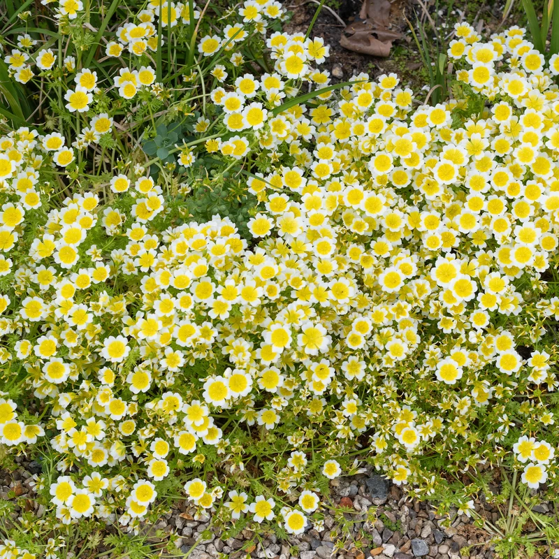 Limnanthe de Douglas