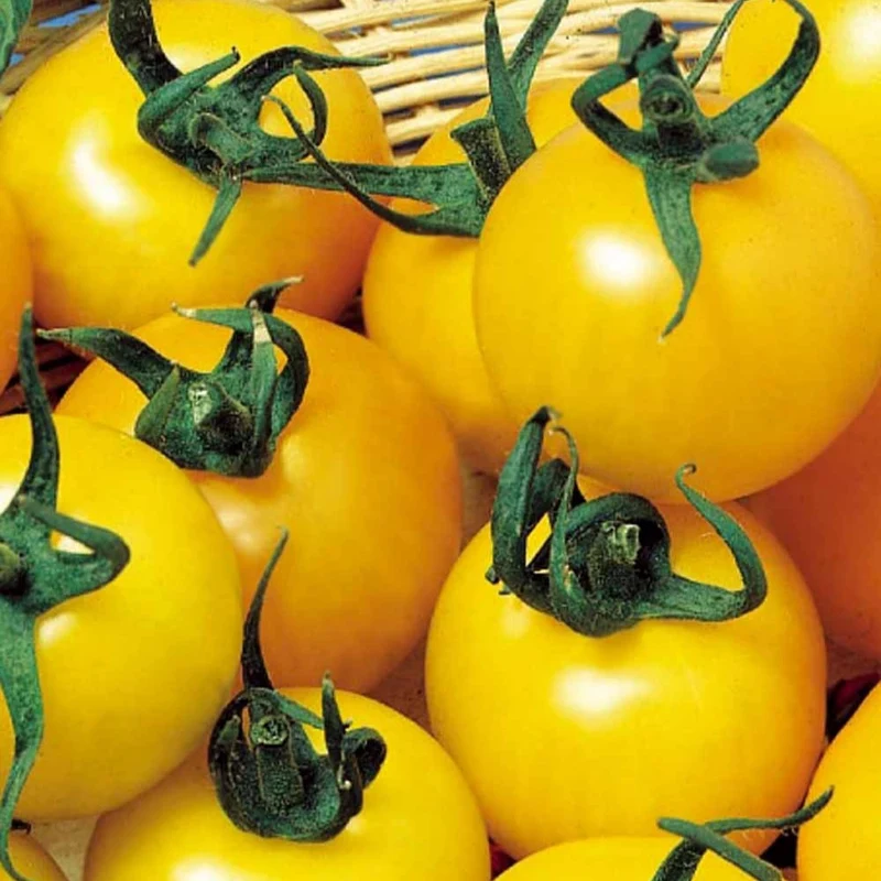 Tomate à fruits jaune Goldene Königin