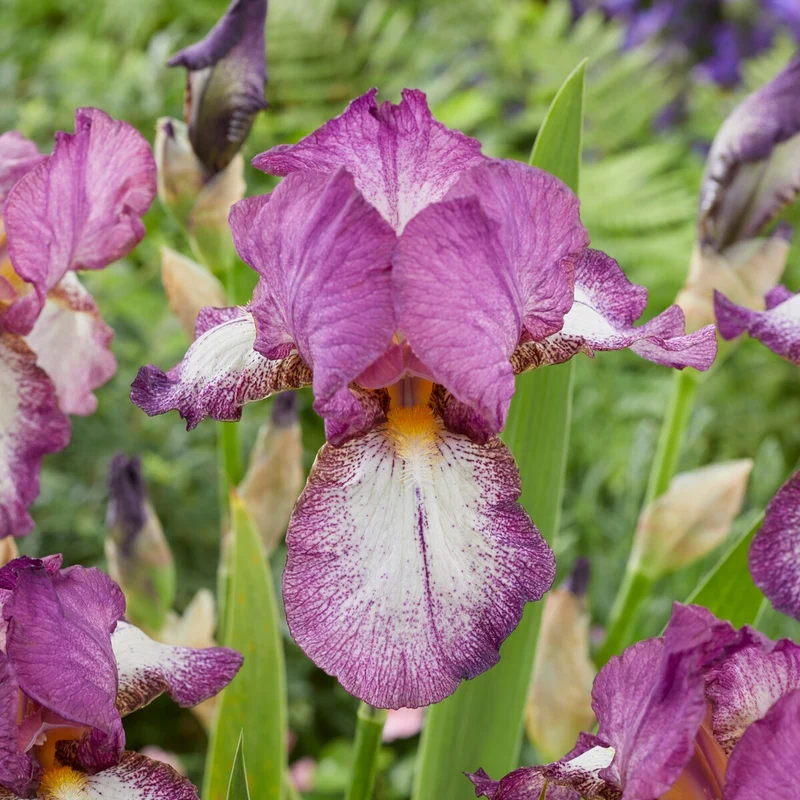 3 Iris de jardin remontant Autumn Encore