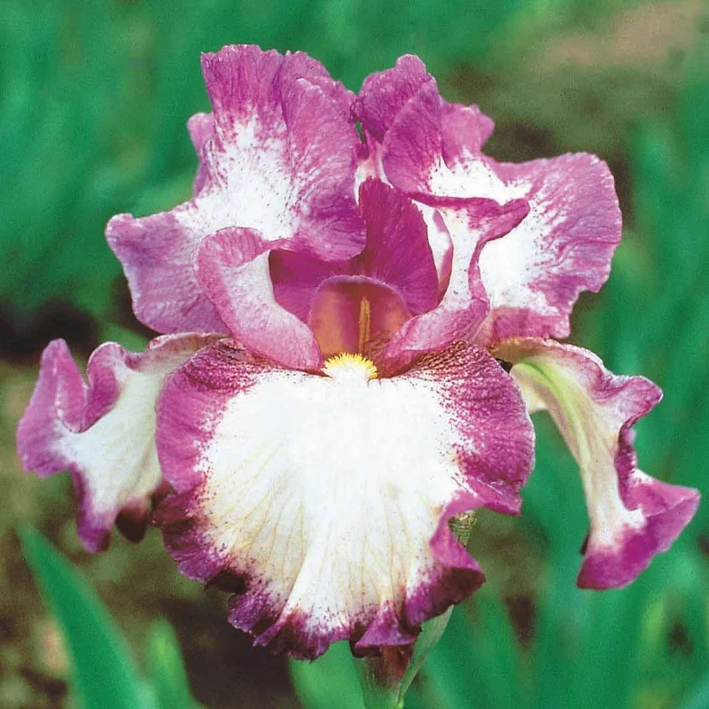 3 Iris de jardin remontant Autumn Encore