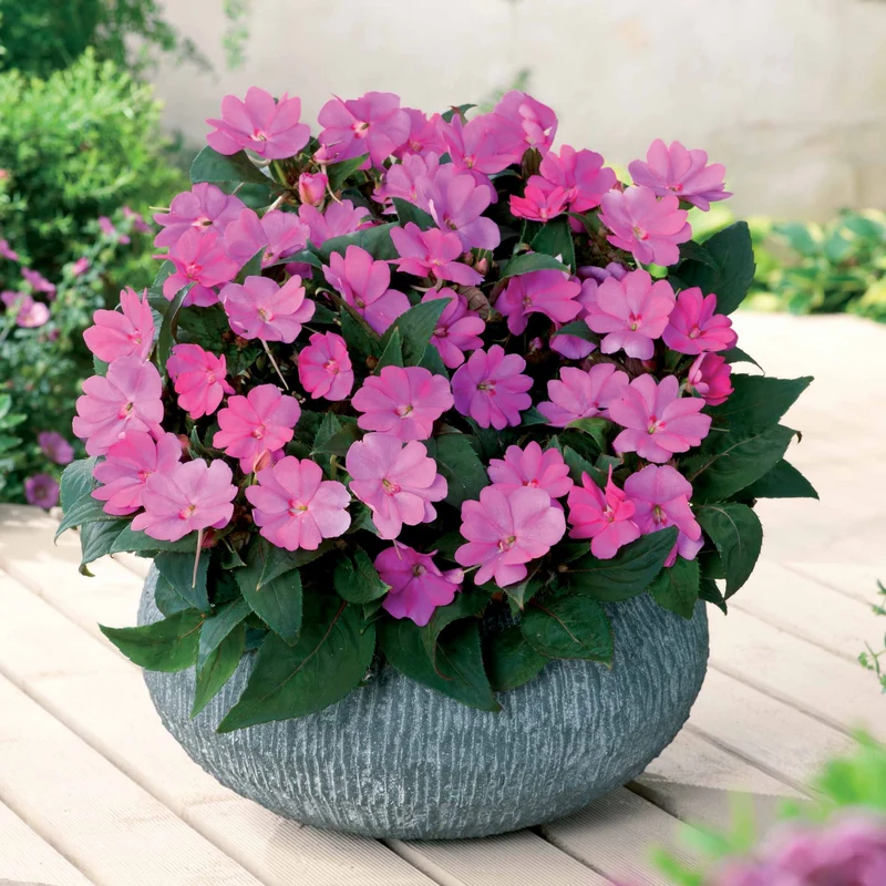 3 Sunpatiens Rose lilas