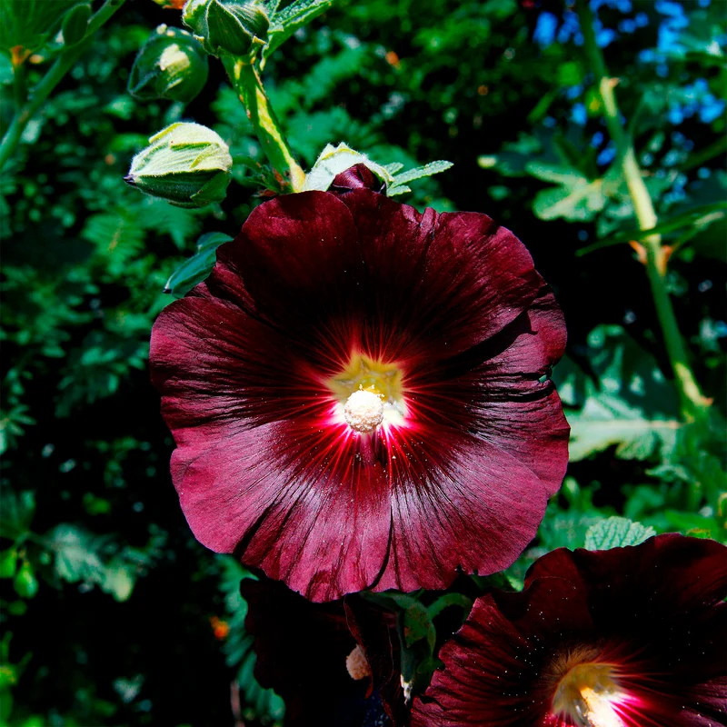 Rose Trémière simple noir Jet Black