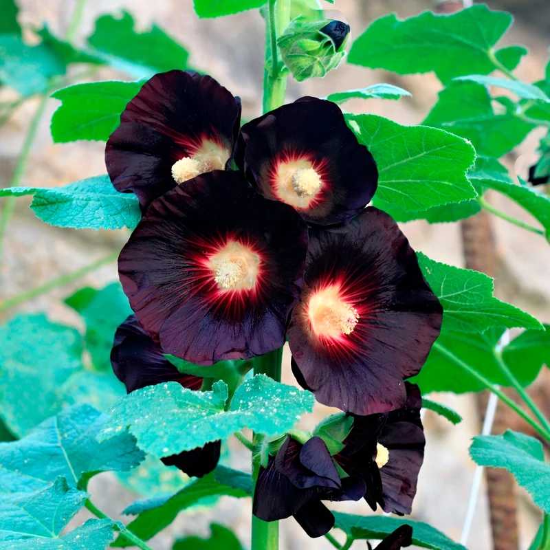 Rose Trémière simple noir Jet Black